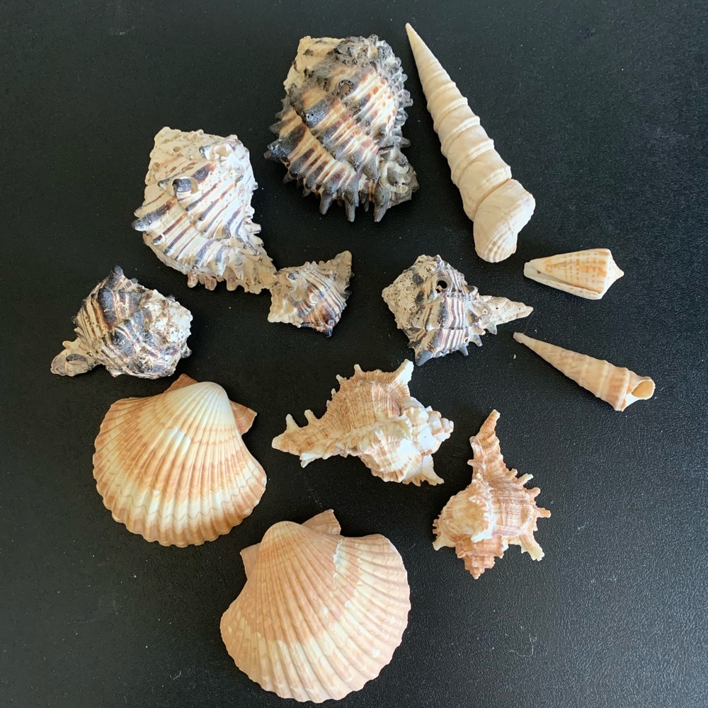 Assorted large shells from San Felipe